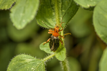 Rot schwarzer Käfer an einem grünen Grashalm im Sommer, Deutschland