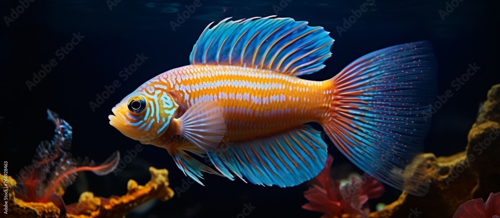 Poster An electric blue fish with colorful fins swims gracefully in an aquarium tank filled with water. The rayfinned fish moves effortlessly underwater, showcasing its vibrant tail