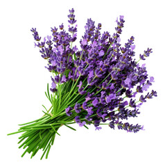 Fresh lavender bouquet with green stems, cut out - stock png.