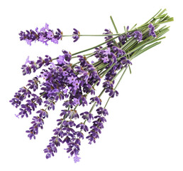 Fototapeta premium Fresh lavender bouquet with green stems, cut out - stock png.