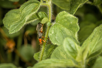 Rot schwarzer Käfer an einem grünen Grashalm im Sommer, Deutschland