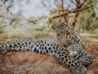 Leopard