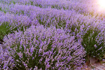 Naklejka premium Summer floral background in nature. Garden purple lavender flowers. Flowers in summer