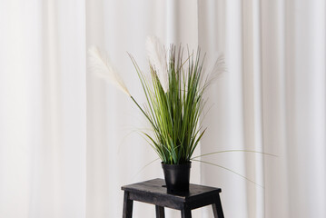 Soft home decor, white curtains, a flowerpot with a blooming flower on a black wooden stand. Interior.	