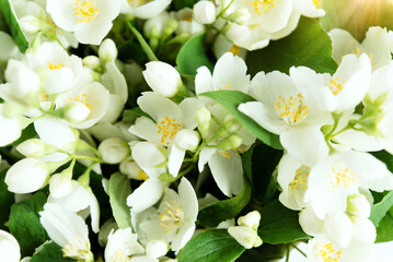 White jasmine flowers close-up, fresh flowers natural in daylight	