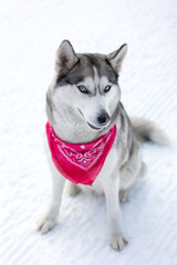 Husky dog with red scarf close-up, smiling