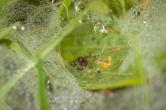 Nahaufnahme einer Bodentrichterspinne Spinne in ihrem Netz am Boden zwischen Grashalme auf einer Wiese mit Wassertropfen vom Morgentau, Deutschland