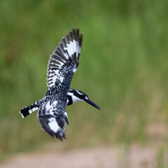 a pied kingfisher in the air