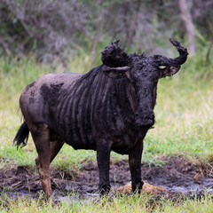 blue wildebeest bull covered in mud