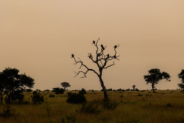 vultures in a dead tree at sunrise