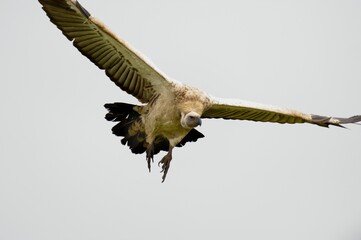CAPE VULTURE (Gyps coprotheres), threatened status.
in flight, wings outstretched.  - 766930004