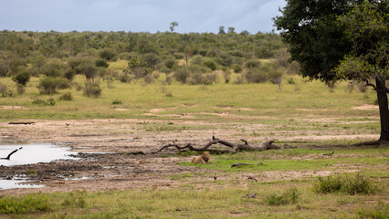 a young male lion at the waterhole