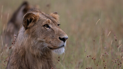 a portrait of a young male lion
