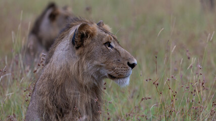 a portrait of a young male lion