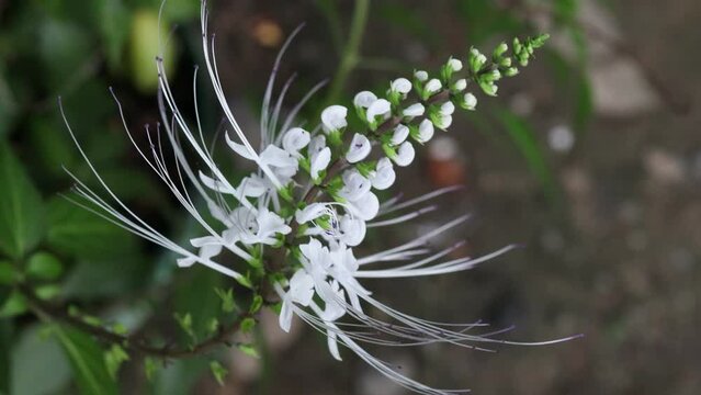 Orthosiphon aristatus (Blume) Miq. Kidney tea plant or "Kumis kucing". Cat's whiskers are an Indonesian medicinal plant