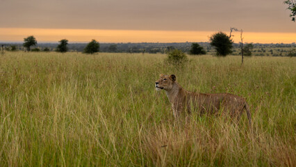 a lioness in tall grass as the sunrises