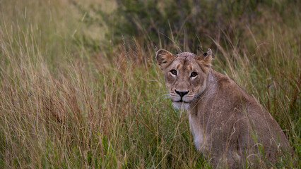  a lioness on tall grass