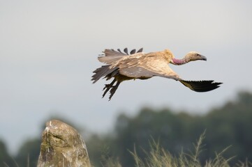 CAPE VULTURE (Gyps coprotheres), threatened status.
in flight, wings outstretched.  - 766930489