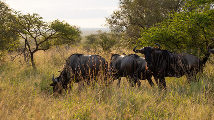 a herd of blue wildebeest at sunrise