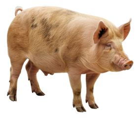 Adult pig standing, cut out - stock png.