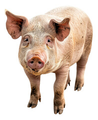 Adult pig standing on transparent background - stock png. - obrazy, fototapety, plakaty