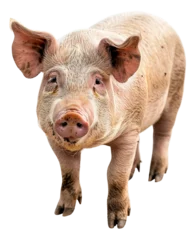 Fotobehang Adult pig standing on transparent background - stock png. © Volodymyr