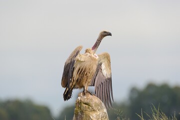 CAPE VULTURE (Gyps coprotheres), threatened status.  perched on boulder with wings spread