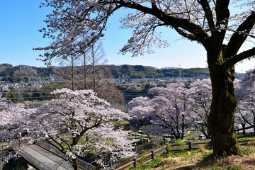 【神奈川県】春の津久井湖城山公園  桜並木