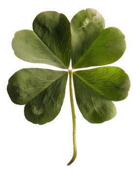 Green four-leaf clover on transparent background - stock png.