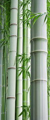 Fototapeta na wymiar bamboo stem on the white background isolated colorful background
