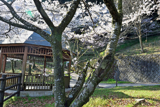 【神奈川県】春の津久井湖城山公園  桜並木