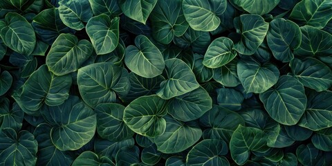Lush Green Leaf Texture Background - obrazy, fototapety, plakaty