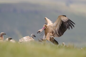 CAPE VULTURE (Gyps coprotheres), threatened status.
in flight, wings outstretched.  - 766932876