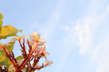 White Frangipani or plumeria blooming on pink bunch with green leaves and bright blue sky with cloud background in orange light evening.