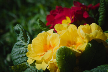 Spring: colored primroses  ( Primula vulgaris )