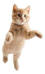 Ginger tabby cat floating playfully, cut out - stock png.