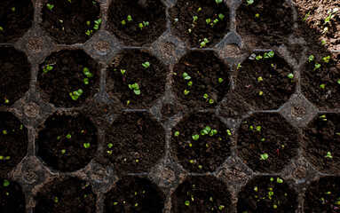 Many fresh seedlings growing in cultivation tray, closeup