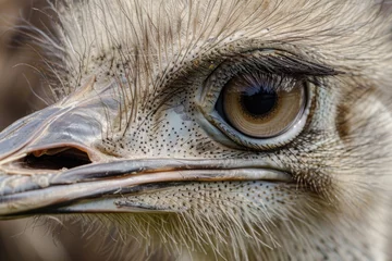 Fotobehang A close-up portrait of an ostrich © Veniamin Kraskov