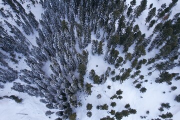 Top-down Aerial View of Snow-Covered pine trees in Himalayan Mountains Pakistan