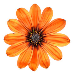 Orange daisy bloom with detailed petals, cut out - stock png.