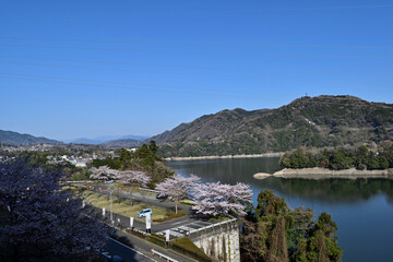 【神奈川県】春の津久井湖城山公園 湖畔