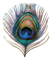 Vibrant peacock feather with iridescent eye, cut out - stock png. © Mr. Stocker