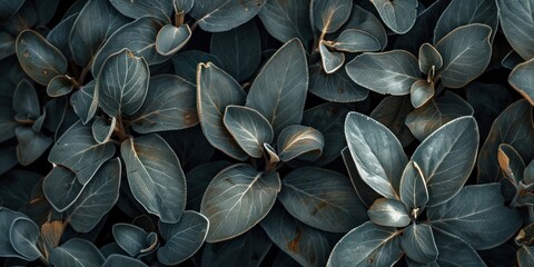 Leaf Organic Texture Close-Up Shot