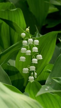 Lily of the valley blooms in a sunny spring forest. Vertical Video
