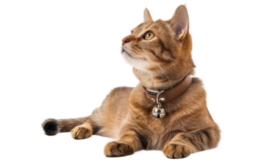 Bell-Adorned Collar for Dogs and Cats isolated on transparent Background