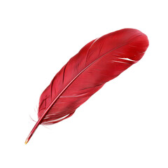 Single red feather with fine texture on transparent background - stock png.
