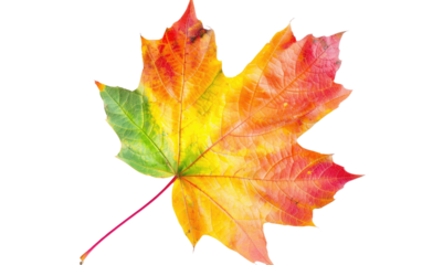 Vivid Fall Maple Leaf isolated on transparent Background