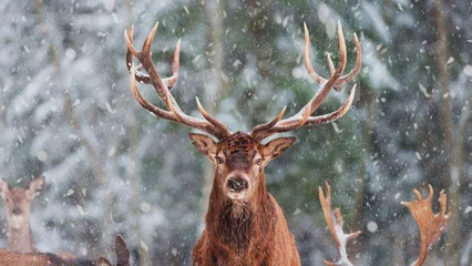 Foto op Plexiglas deer in the woods © REHAN