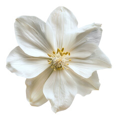 Bright white flower with elegant petals on transparent background - stock png.