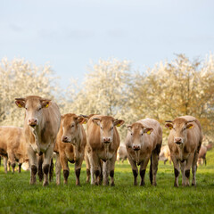 blonde d'aquitaine cows and calves in green grassy meadow near blossoming trees in spring - 766938680